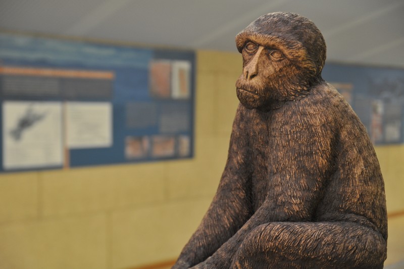 A history of Abanilla