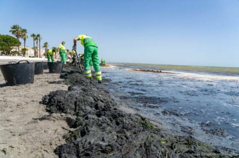 Beach cleaning resumes on the Mar Menor