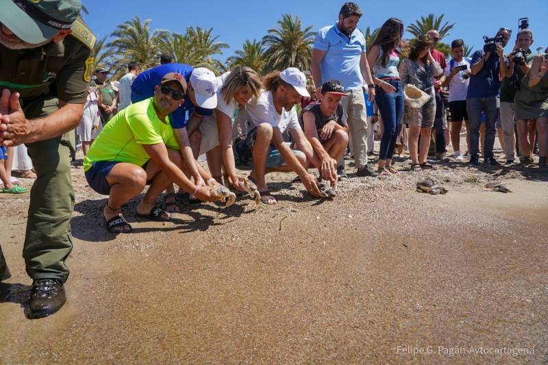 30 protected loggerhead turtles released in Isla Plana