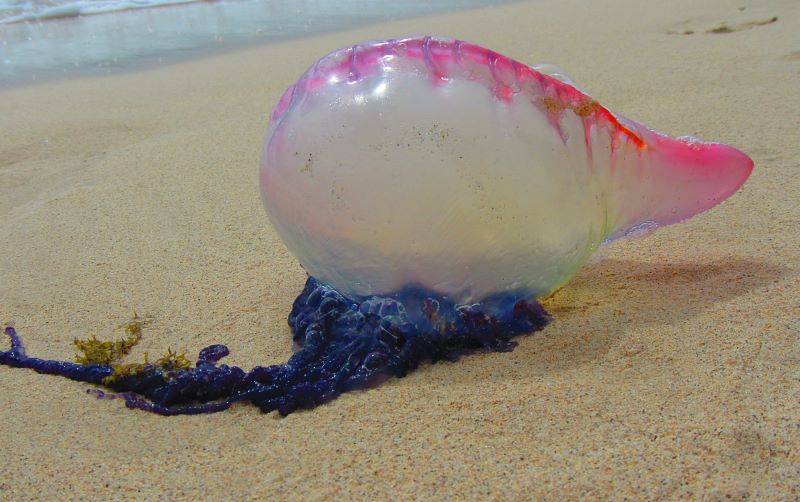 10 most common - and dangerous - jellyfish found in the waters in Spain