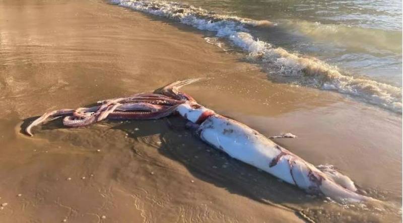 Storm Kirk churns out giant tuna and monstrous calamari along beaches in Spain