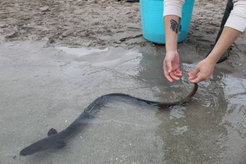 More than 900 eels released into the Mar Menor