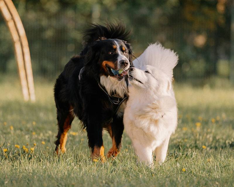 Balsicas to get its very own dog park