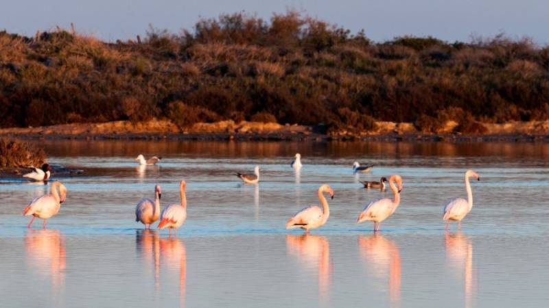 May 18 Free guided tour in San Pedro del Pinatar, Life in the World of Salt