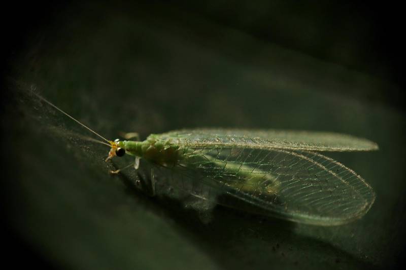 Natural pest control helps Murcia fight sticky tree sap