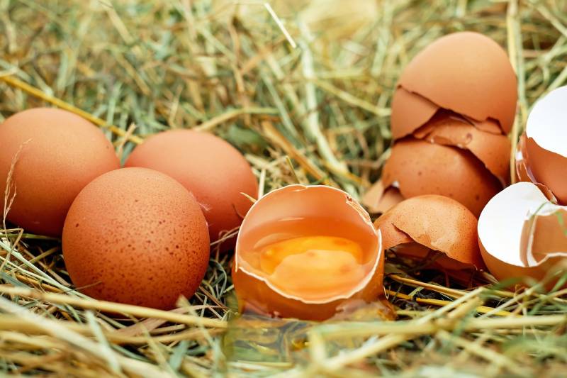 Mallorca chicken farm accused of keeping hens in filth and fraudulently selling ‘free-range’ eggs