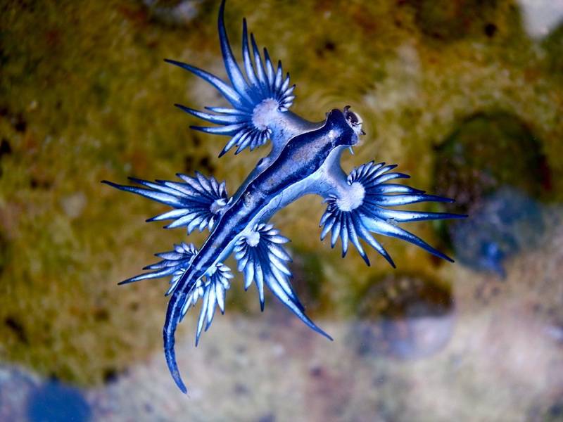 Blue dragon reappears in Mallorca after vanishing for over 300 years