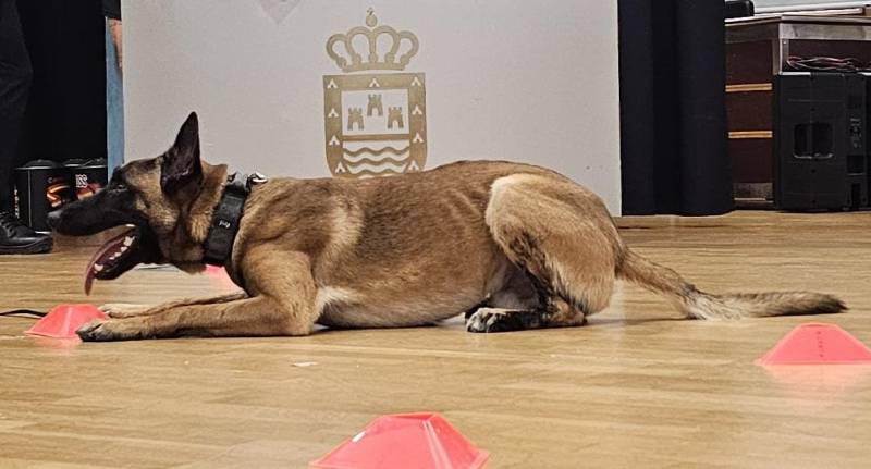 From stray to star: Ray the rescue dog joins Los Alcázares police force