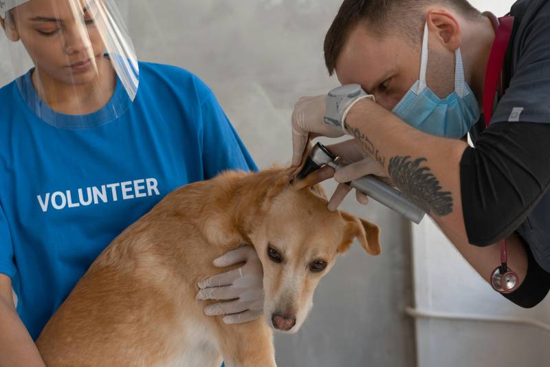 Murcia to offer new €100 tax break for pet vet bills
