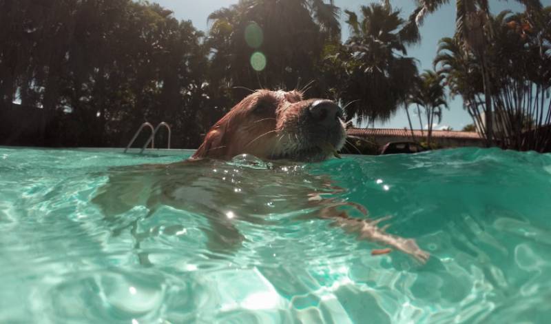 The Spanish splash park where dogs rule the waves this summer