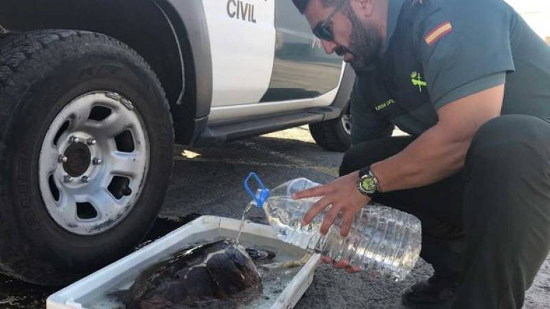 Guardia Civil come across loggerhead turtles in nets off Tenerife while near El Hierro a rare Malpelo shark spotted