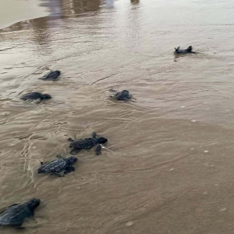 Turtles born on Costa Blanca beach