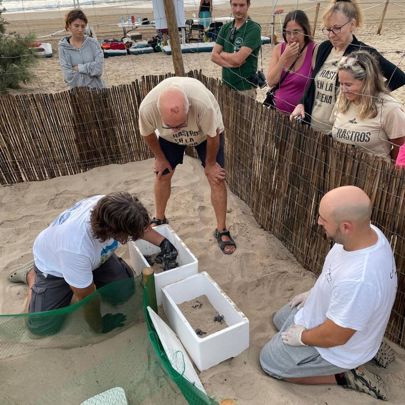 Turtles born on Costa Blanca beach