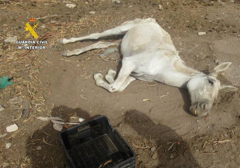 Guardia Civil investigates Águilas resident over abandoned mules in poor condition