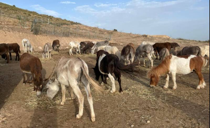 November 30 El Zoco Market shopping trip in support of Andrea's Animal Rescue, Mazarrón