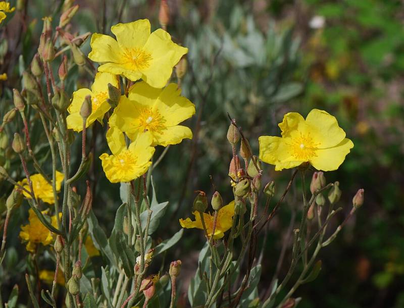 Red deer: Friend or foe? How Doñana's biggest grazers spread and eat its favourite shrub
