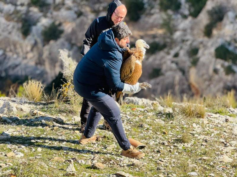Record numbers for Griffon Vultures in the Murcia Region