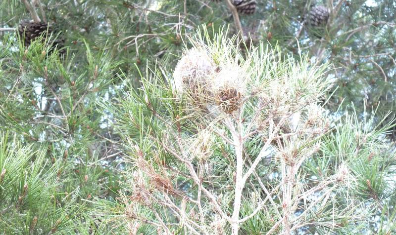 Murcia gets ready for pine processionary caterpillar season