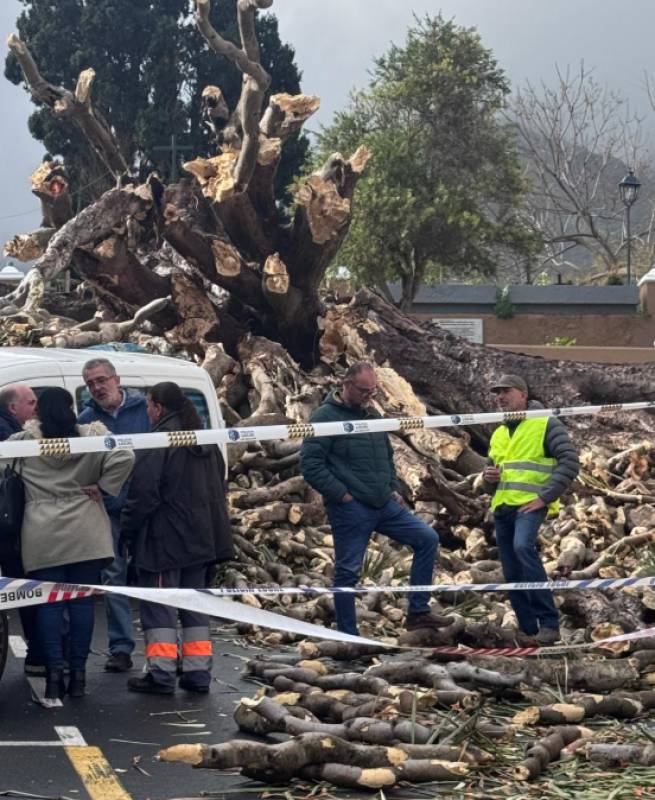 Iconic Tenerife dragon tree falls after centuries, crushing cars below