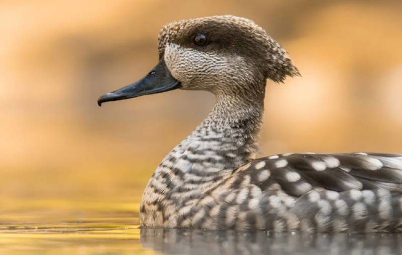 Spain's endangered 'sad duck' makes a comeback after €6.37m wetland rescue project