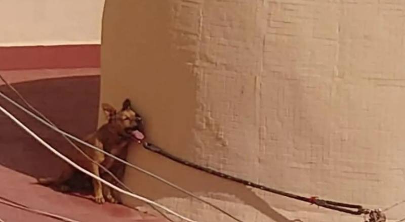 Prison sentence for woman whose dog died after being tied up on scorching Torrevieja rooftop