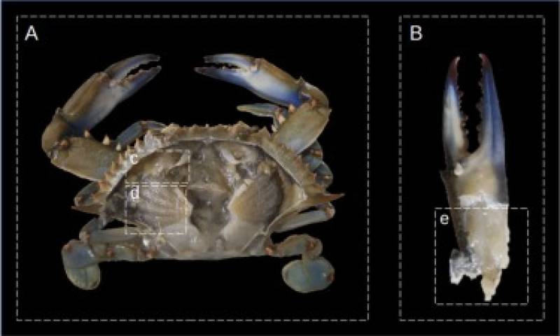 Microplastics found in Mar Menor blue crabs raise food safety concerns