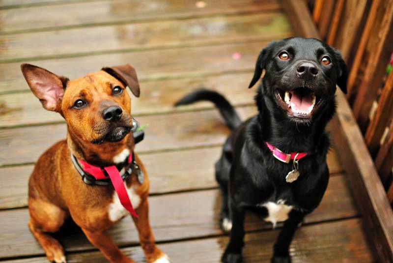 A Mallorca court has ordered shared custody of two dogs after a divorce, and the ruling is making waves
