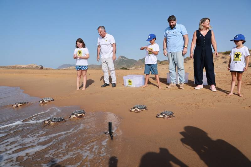136 baby turtles hatch on Murcia beaches this summer