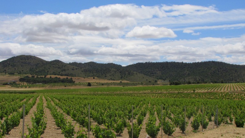 Jumilla wine route, Bodega Xenysel