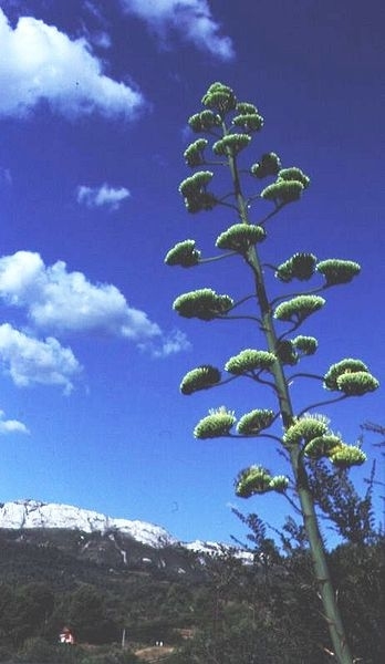 Spanish Gardening- Basic propagation techniques, Agave Americana